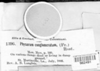 Physarum conglomeratum image
